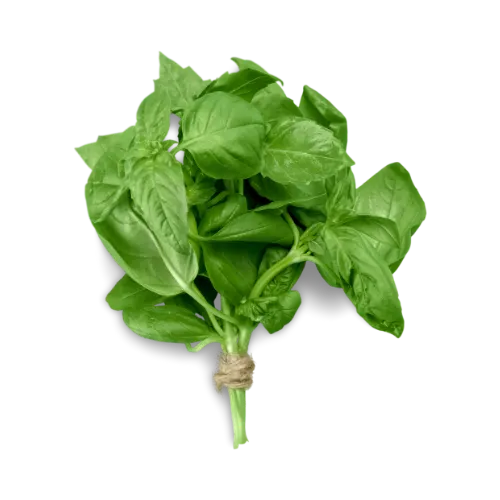 Albahaca