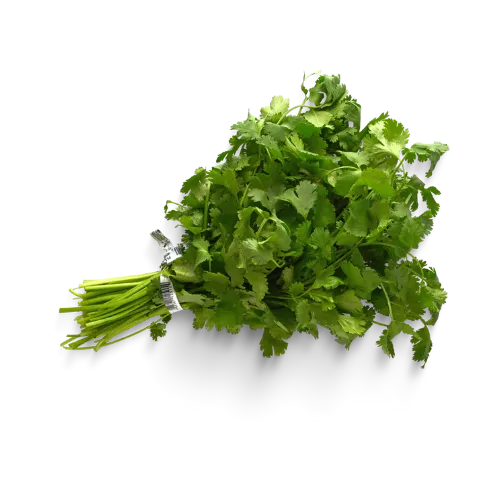 cilantro