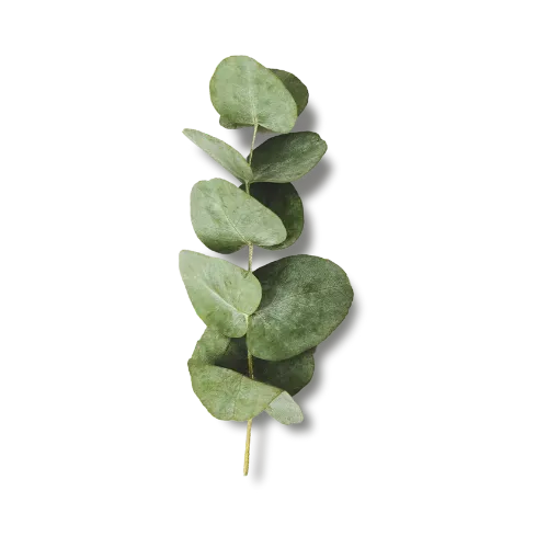 Eucalipto - 100 gr
